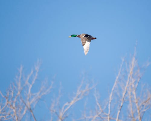 A Mallard Flying Under Blue Sky