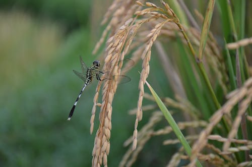 Dragonfly Perched on Rice Grain Stalk