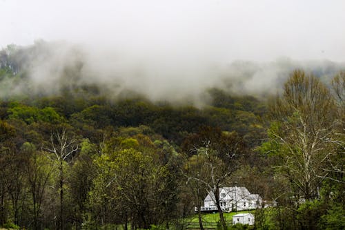 Green Trees on Mountain