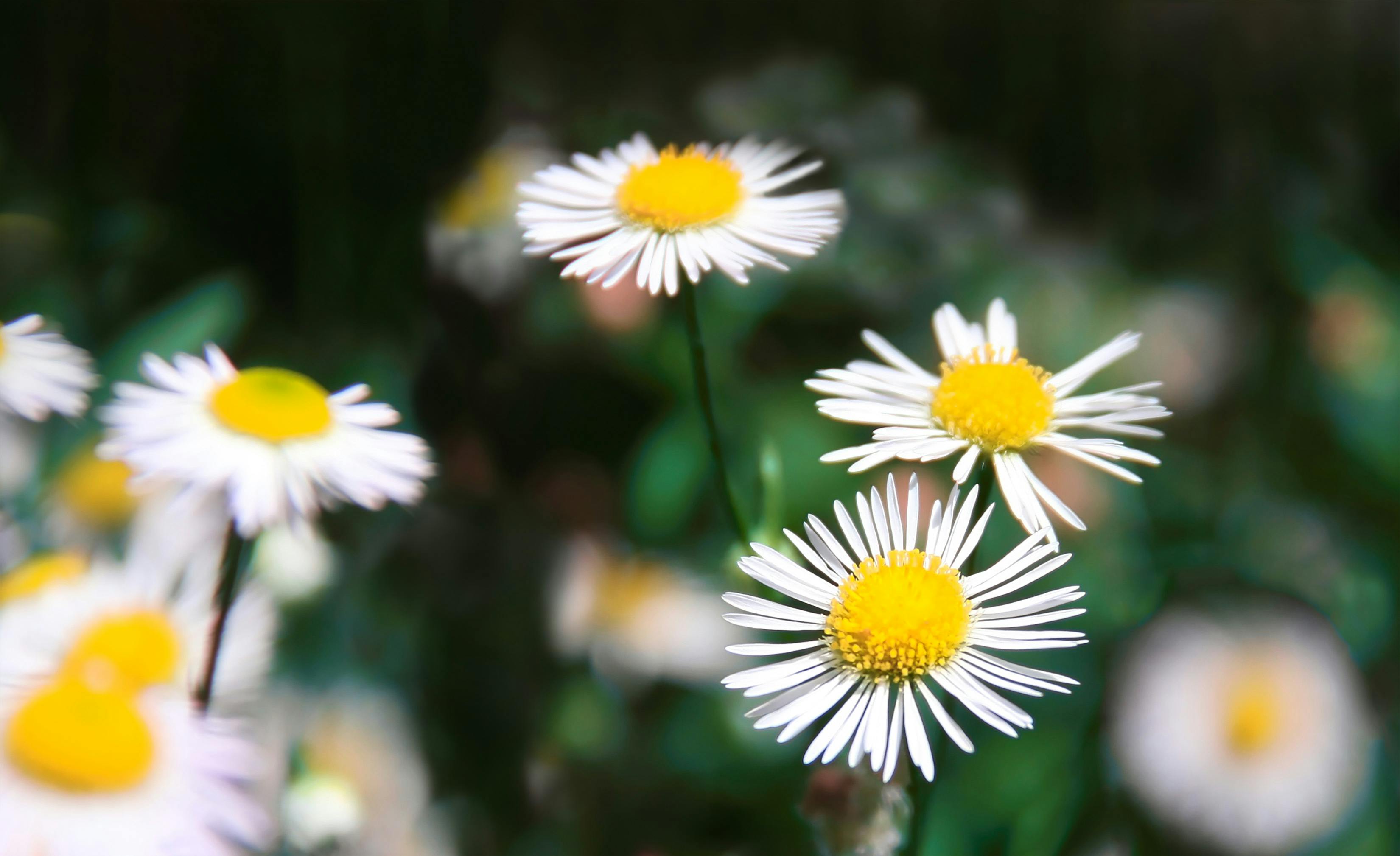 selective focus photography of daisies