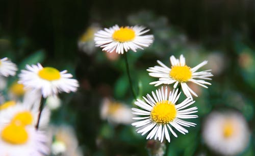 Selective Focus Photography Of Daisies