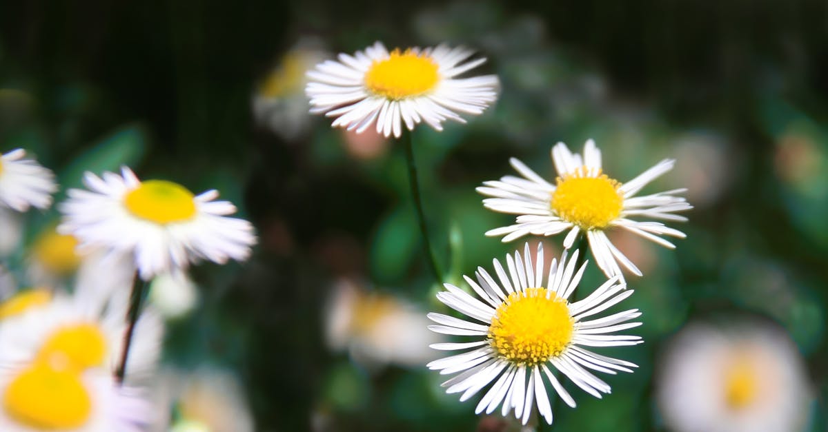 Selective Focus Photography Of Daisies