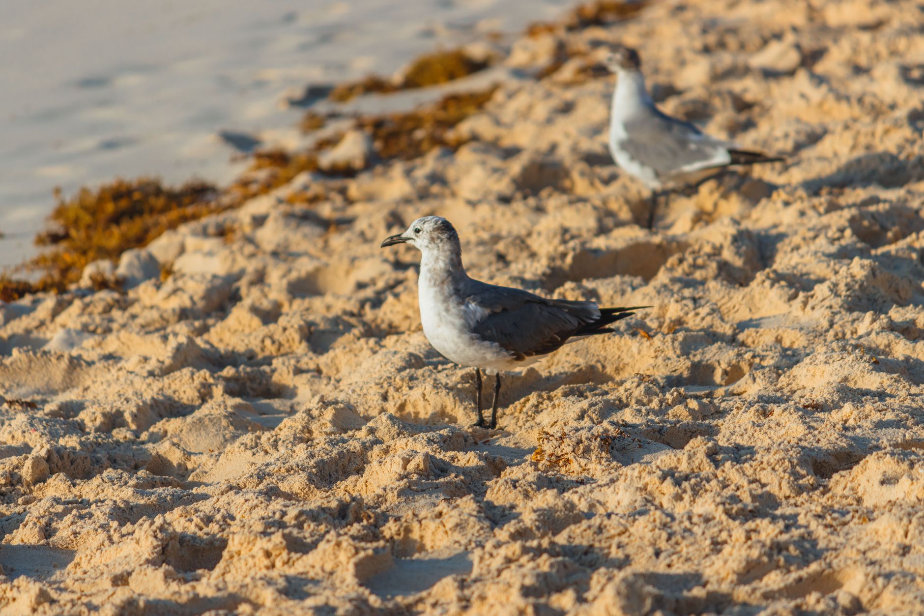 Seagulls strolling on the sunlit sands of Playa del Carmen, Mexico's beautiful beach.