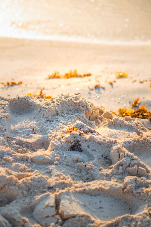 Free Tranquil beach scene with sand and seaweed at sunrise, perfect for nature lovers. Stock Photo