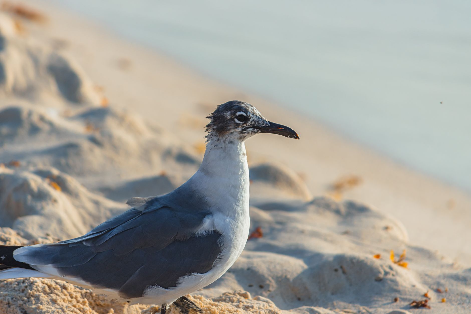 Seagull resting on sandy beach in Playa del Carmen, capturing the essence of coastal wildlife and nature.