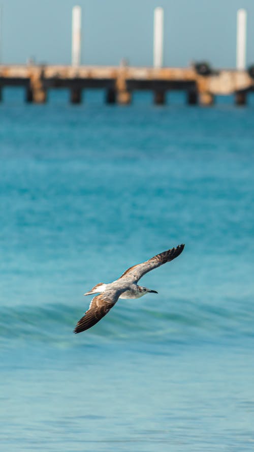 Seagull Flying over the Sea Water