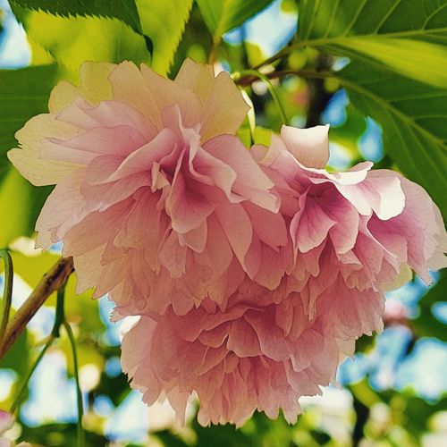 Free stock photo of cherry blossom, japan, japon kiraz çiçeği Stock Photo