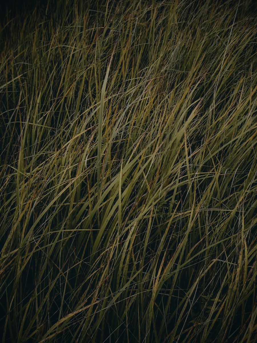 Herbe verte fraîche en gros plan