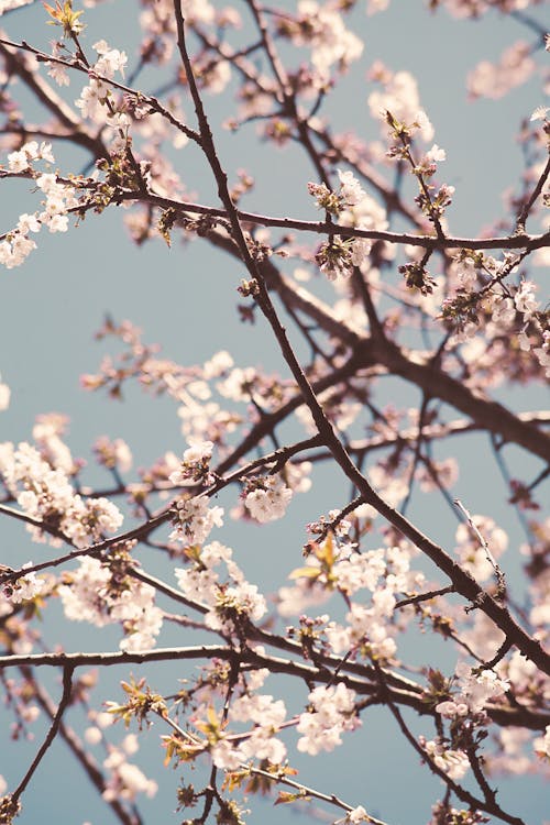 Pink Flowers on Tree Branch during Daytime · Free Stock Photo