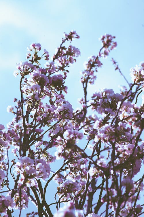 Darmowe zdjęcie z galerii z błękitne niebo, flora, fotografia kwiatowa