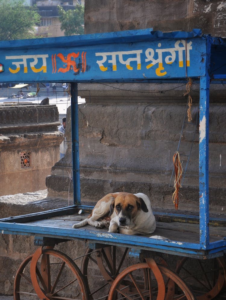 A Dog Resting On A Cart