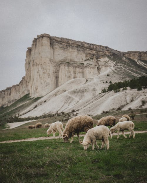 Free Herd of Sheep on Green Grass Field Near Gray Rock Mountain Stock Photo