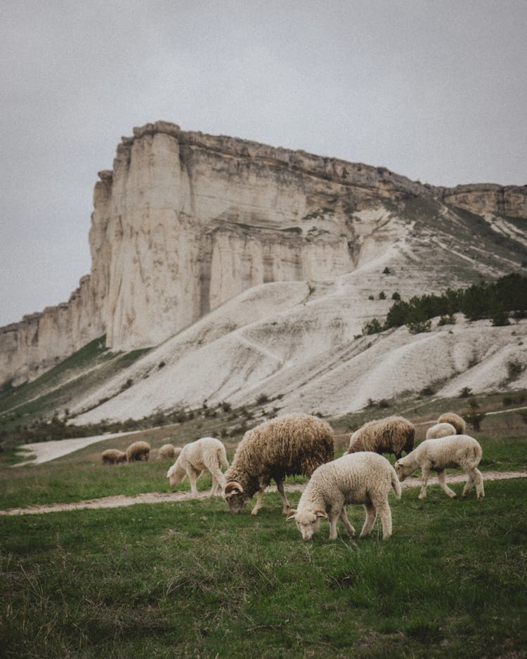 Sheep Grazing On A Mountain Pasture 