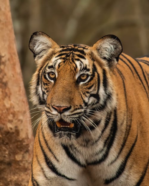 Close-Up Shot of a Tiger 