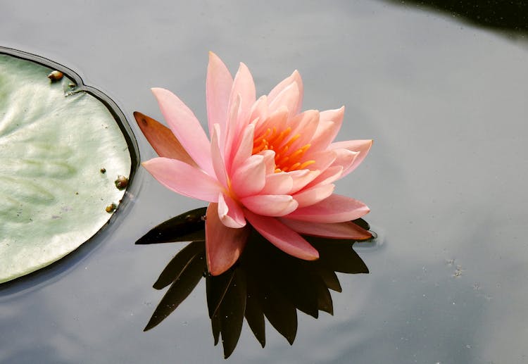 Close-up Of Lotus Flower On Water