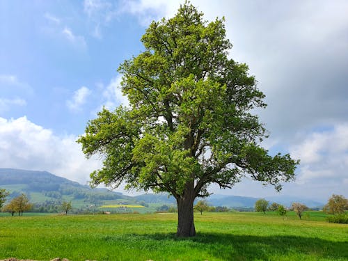 Photos gratuites de arbres verts, champ vert, ciel bleu