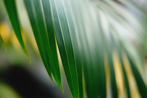 Close Up of Palm Tree Leaf