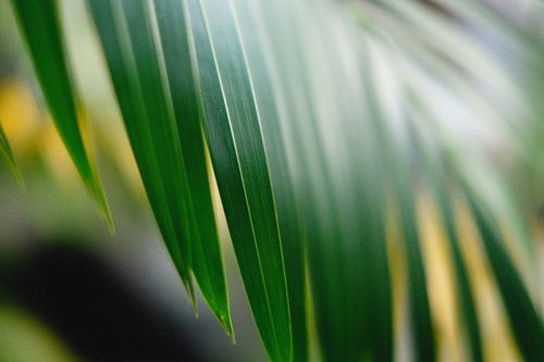 Free Detailed close-up photo of green palm leaves showcasing natural beauty and texture. Stock Photo