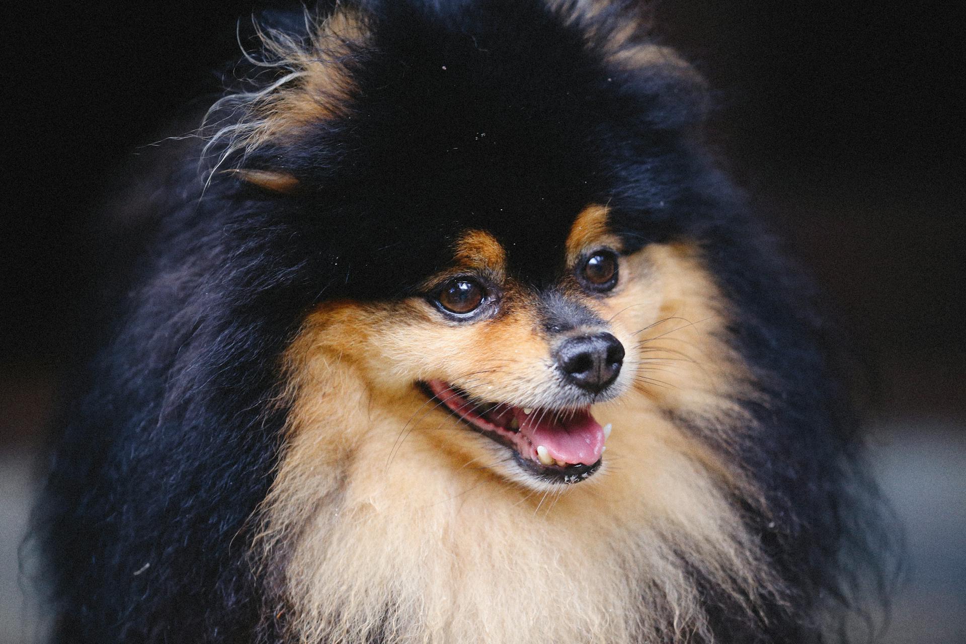 Close-Up Shot of a Pomeranian