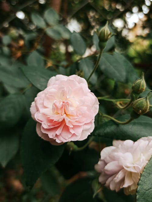 Close Up Photo of a Pink Rose in Bloom