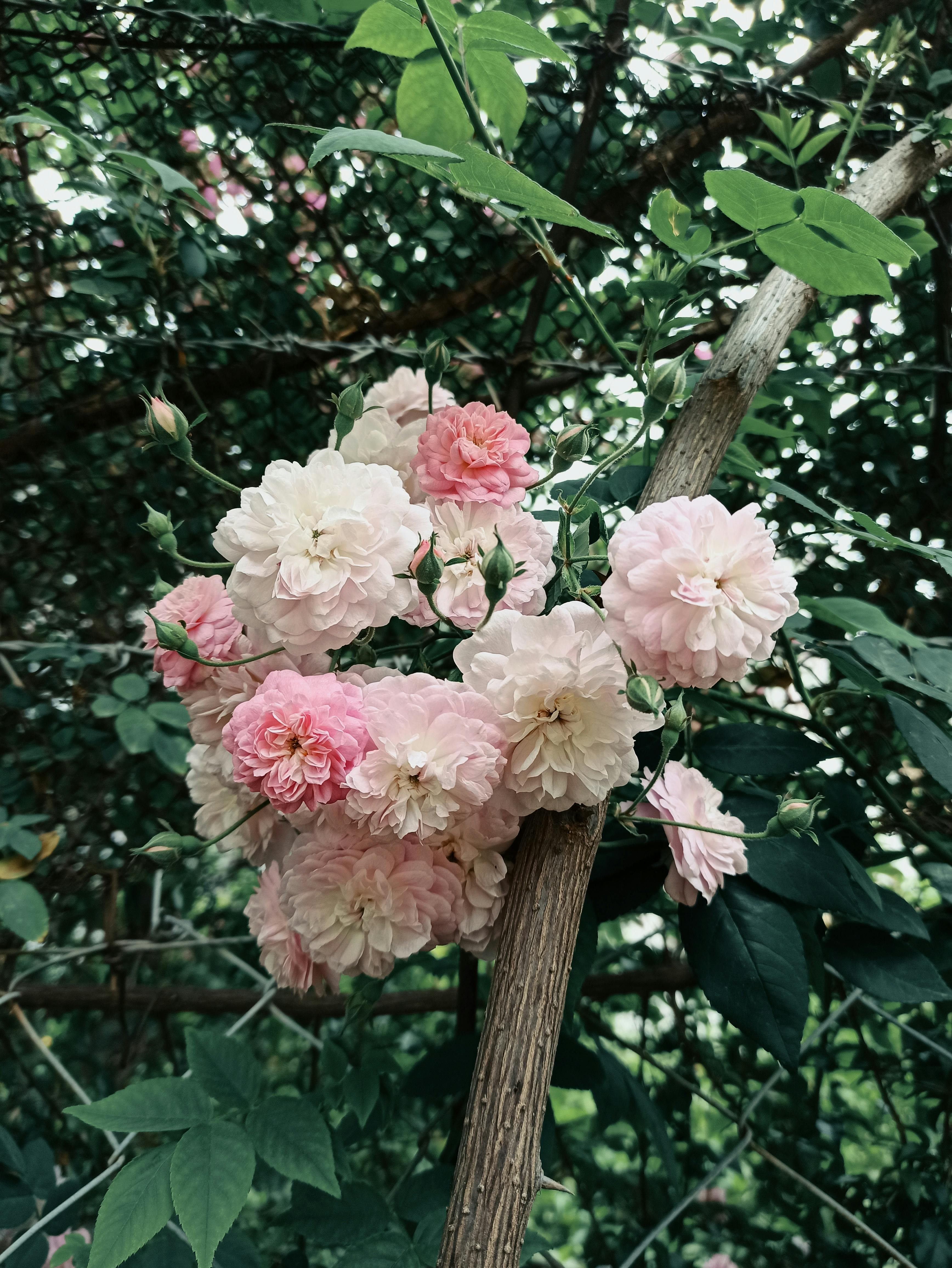 blooming pink and white flowers in the garden