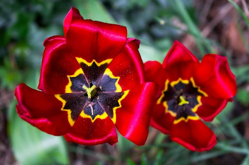 A Red Flowers in Full Bloom