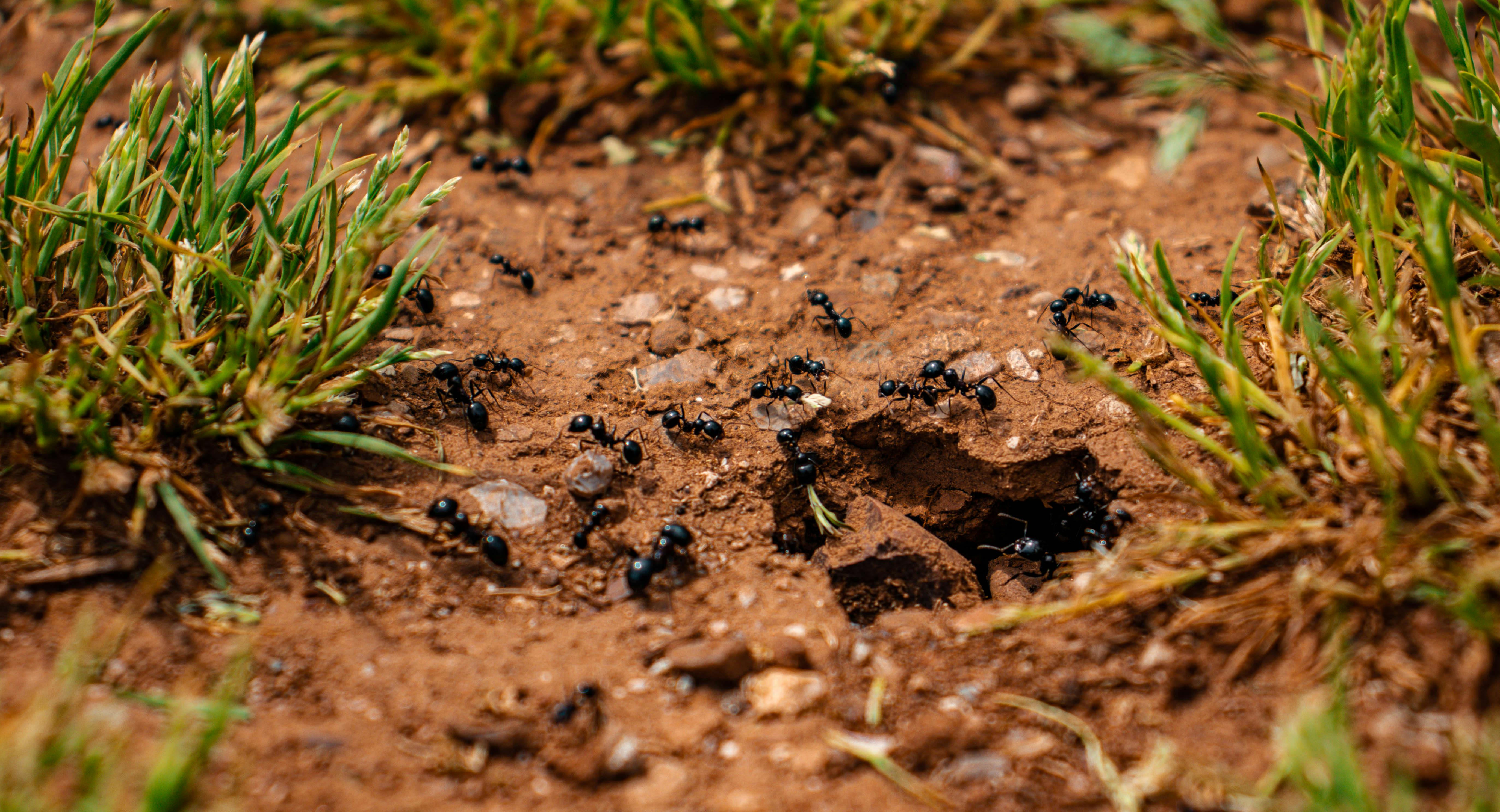 Close-up of a Colony of Ants