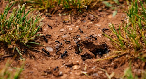 Close-up of a Colony of Ants 
