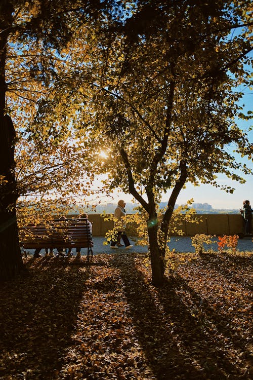 Sunlight Passing Through Trees on a Park