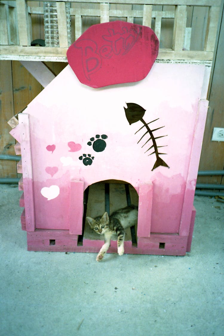 Small Cat  Inside A Pet House