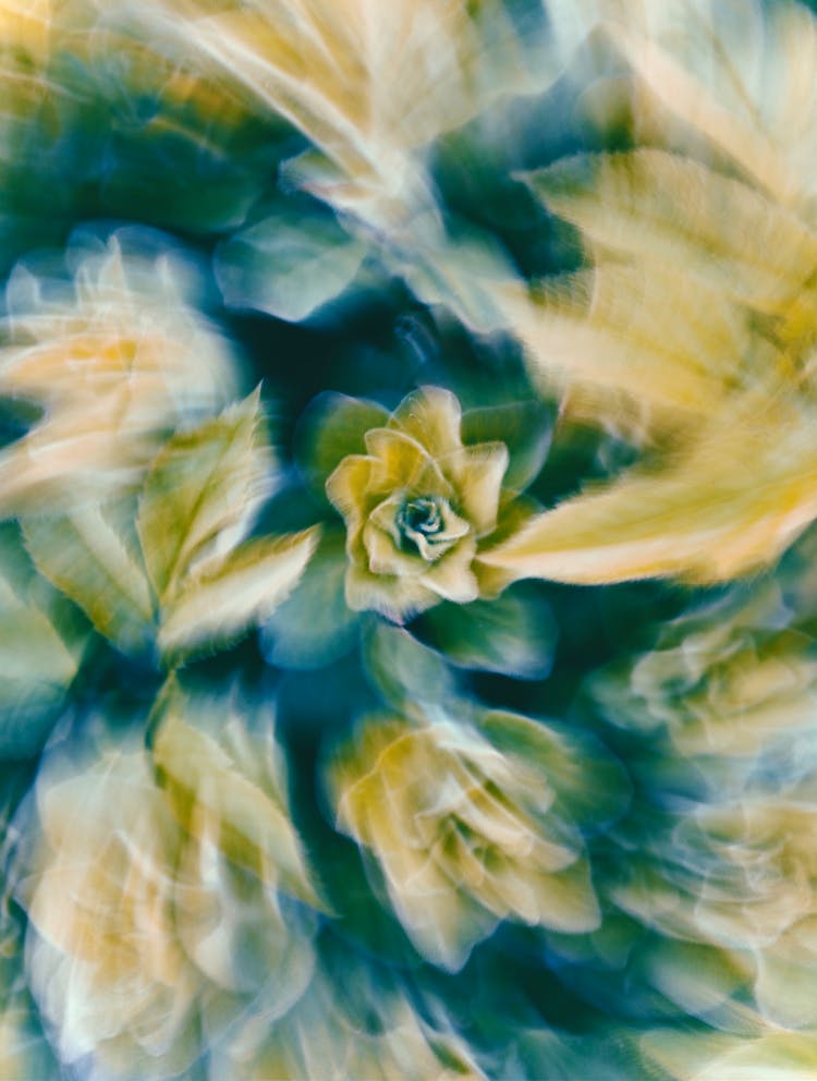 Abstract Blurred Picture Of Flowers 