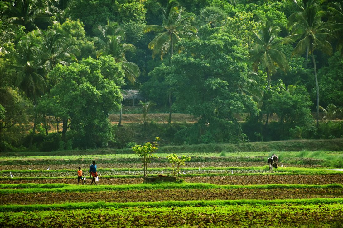 People walking through a plantation