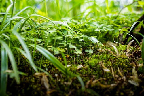 Green Plants in Close Up Shot