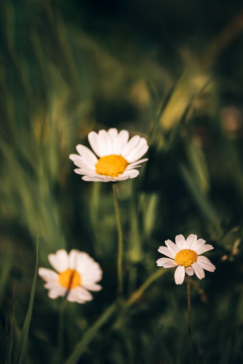 Free White and Yellow Daisy in Bloom Stock Photo