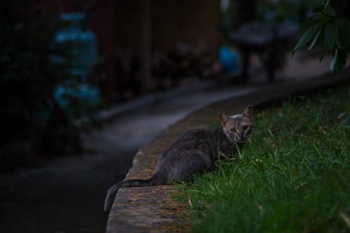 Black Tabby Cat on Green Grass during Night Time
