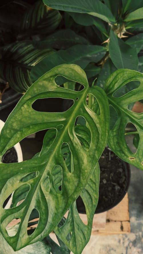 Close Up Photo of leaves with Holes