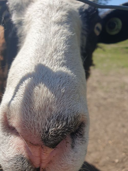 Free stock photo of animal, close up, close up focus Stock Photo