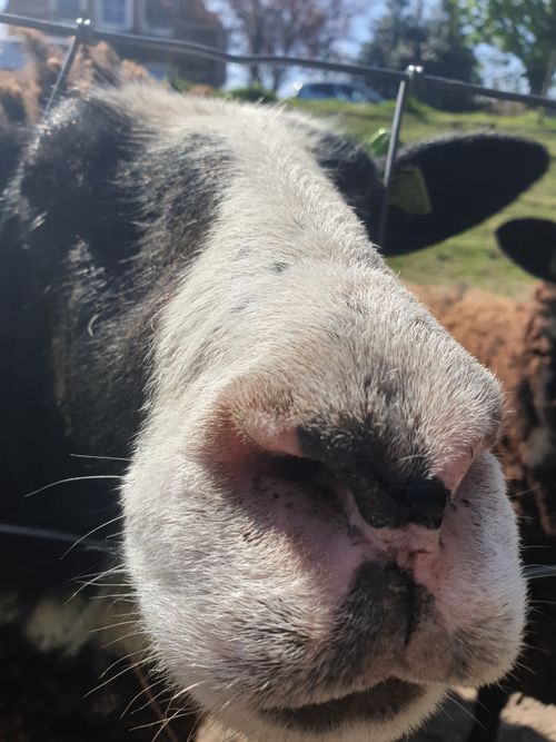 Free stock photo of animal, close up, close up focus Stock Photo