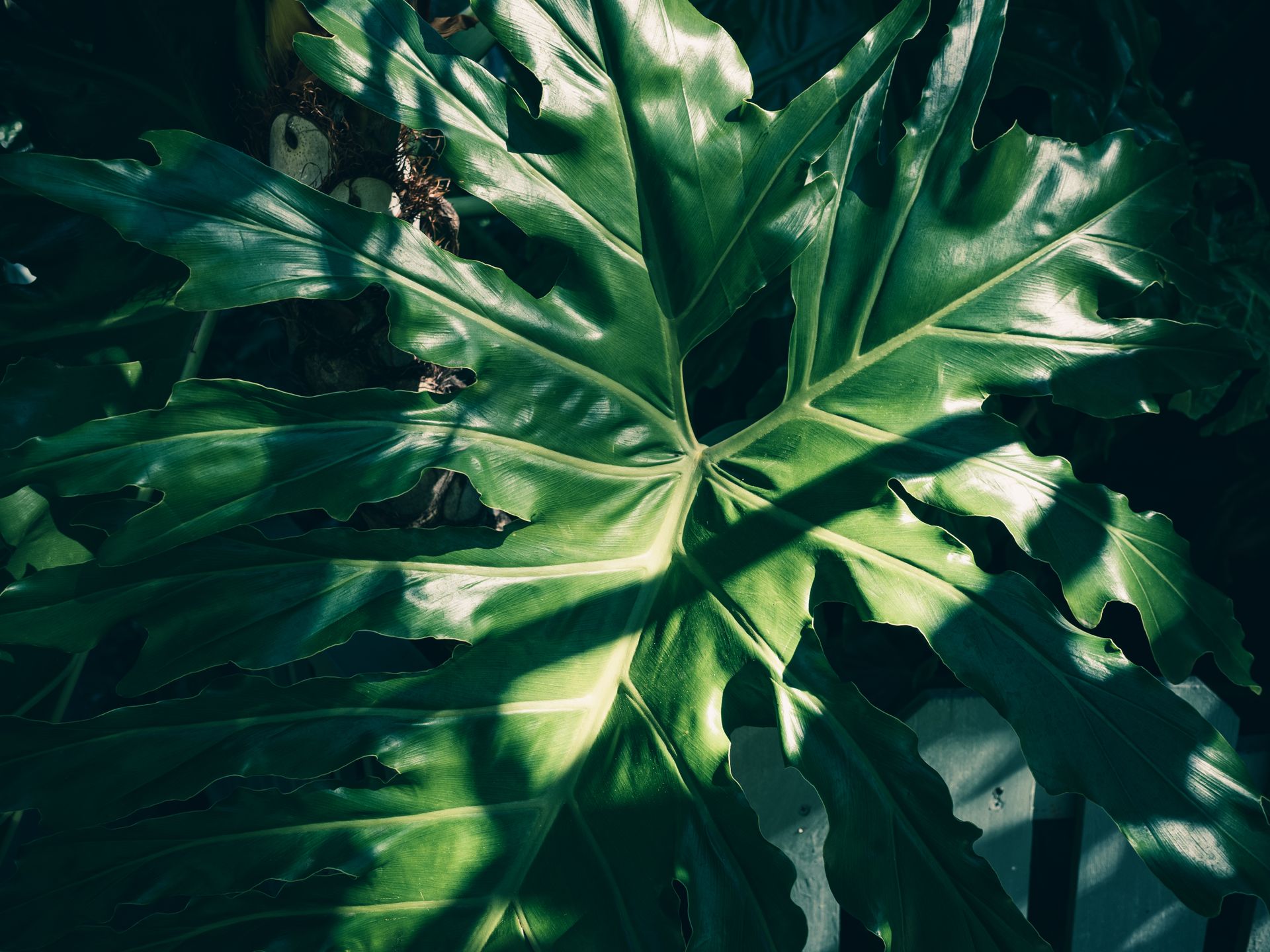 A detailed view of a green philodendron leaf highlighting intricate light and shadow patterns.