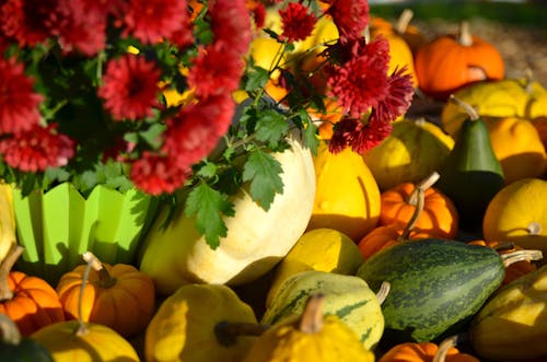 Free stock photo of halloween, nature, pumpkin