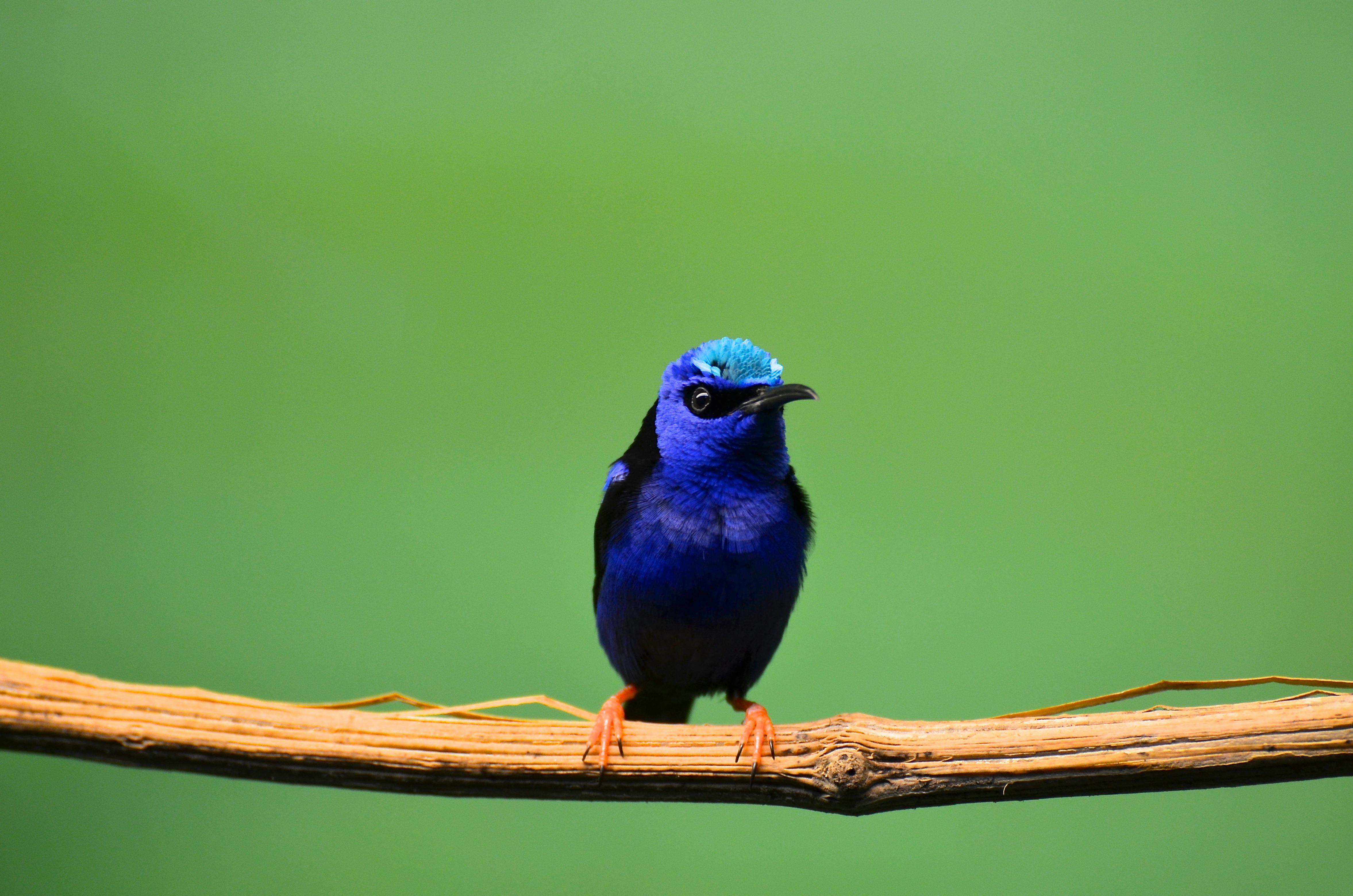 Multifaceted Meaning of Seeing a Blue Bird
