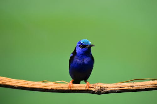 Burung Biru Bertengger Di Cabang Pohon