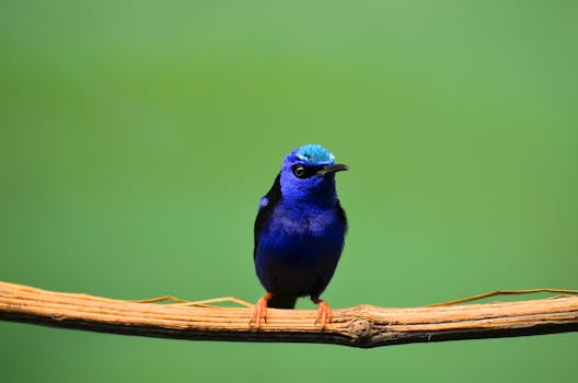 A stunning blue songbird perched on a branch against a lush green background.