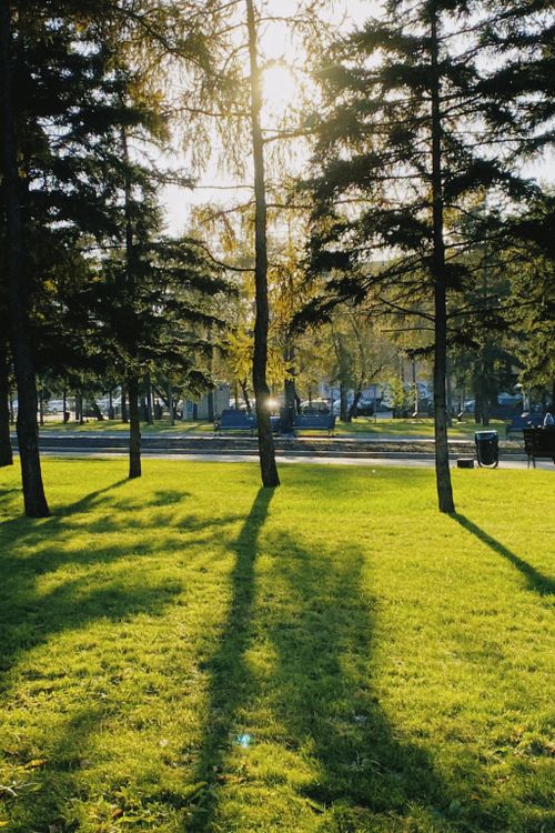 Free Quiet park scene with shadows on grass, captured with sunlight filtering through tall trees. Stock Photo