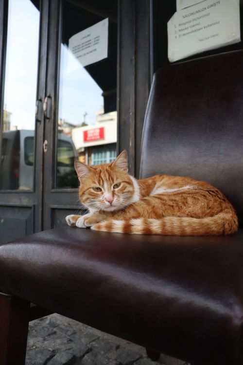 Free A relaxing tabby cat lounges on a chair outside in Istanbul, showcasing urban feline life. Stock Photo
