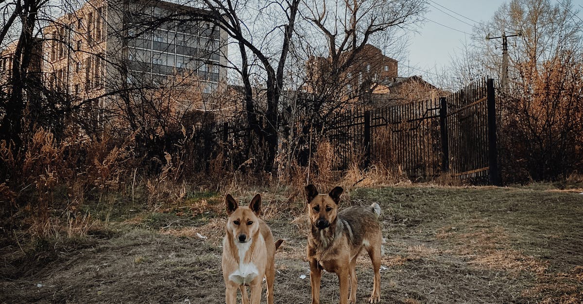 What does homozygous mean in dogs
