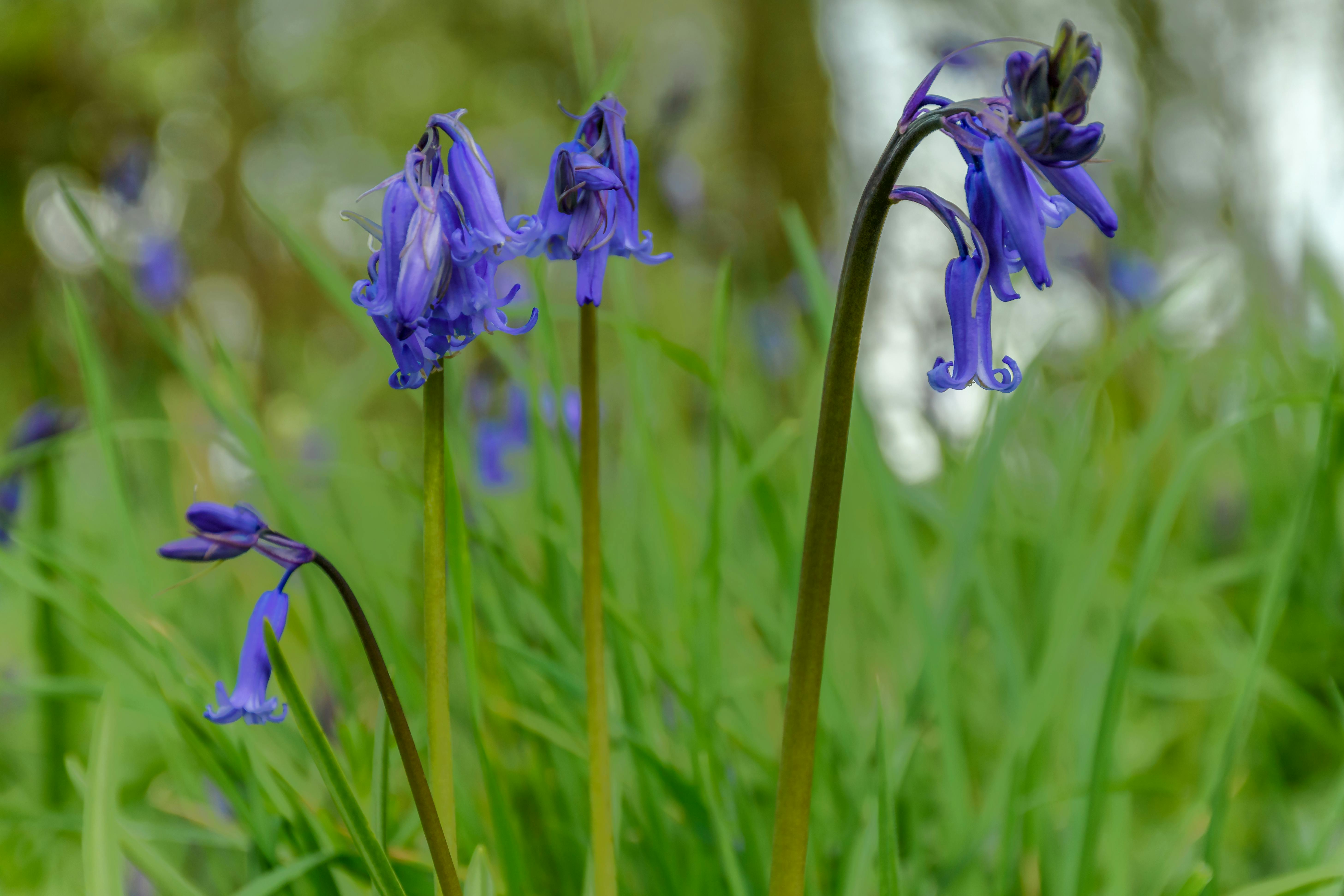 Bluebells 5 Photos & Videos Collected by Irek Marcinkowski