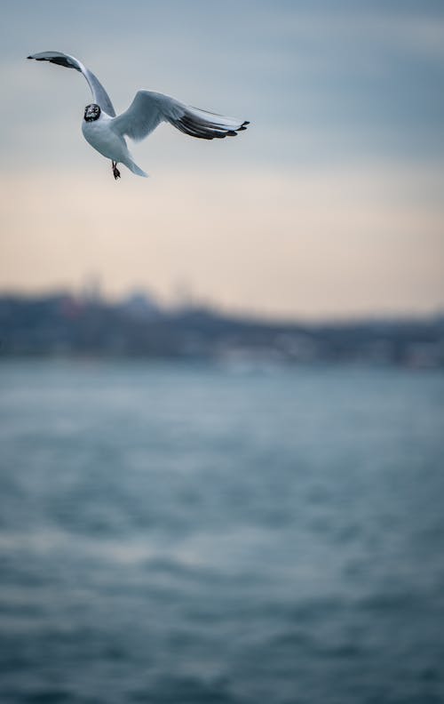 Seagull Flying Over the Sea 