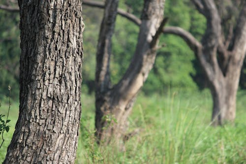 Free stock photo of grass, tree