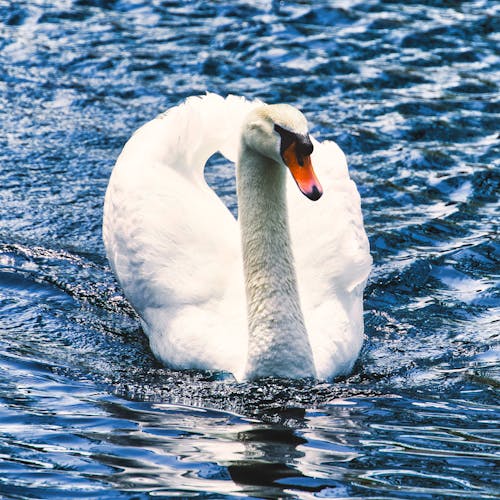 Free White swan swimming on blue water lake Stock Photo